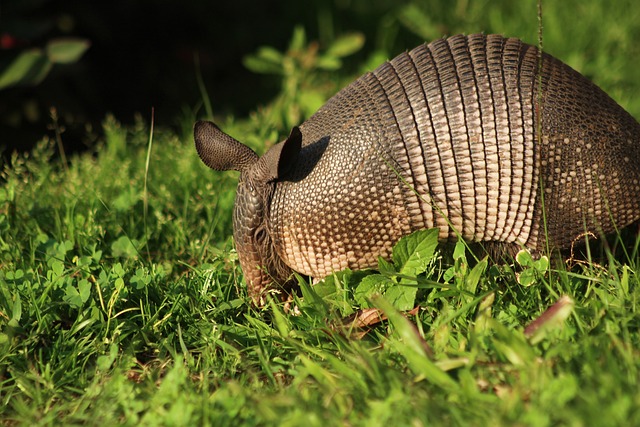 mom and dad's armadillo